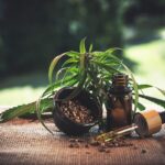 Cannabis: la pianta botanica